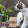 Bye-bye Kucing Liar! 5 Tanaman Ini Bikin Mereka Nggak Berani Deket-deket – Jurnal Faktual