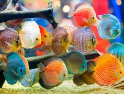 10 Ikan Hias Air Tawar yang Bakal Bikin Aquariummu Jadi Instagramable! – Jurnal Faktual