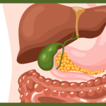 Cara Menjaga Kesehatan Empedu Panduan Lengkap Untuk Fungsi Optimal Tubuh